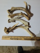 Dog Chew Lg Deer Antler 1 GRADE 7-10" 1pc For Large Dogs . Sold As Eaches