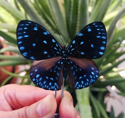 NYMPHALIDAE HAMADRYAS LAODAMIA MALE BUTTERFLY MOUNTED RIKER FRAMED