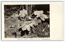c1910's Devil's Club Leaves Plant Botany RPPC Photo Unposted Antique