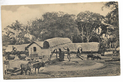 BRITISH CEYLON Mules and People Working Old POSTCARD VF