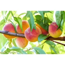 5 Peach Tree Seeds Dwarf Loring NEMAGUARD (Prunus persica) Fast Hardy Fruit #28