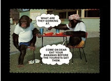 Postcard RPPC Animals - Eat Your Bananas