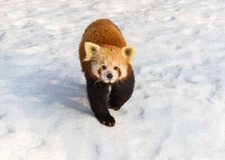 Red Panda on the snow PREMIUM POSTER FILM PRINT HIGH QUALITY Thick paper