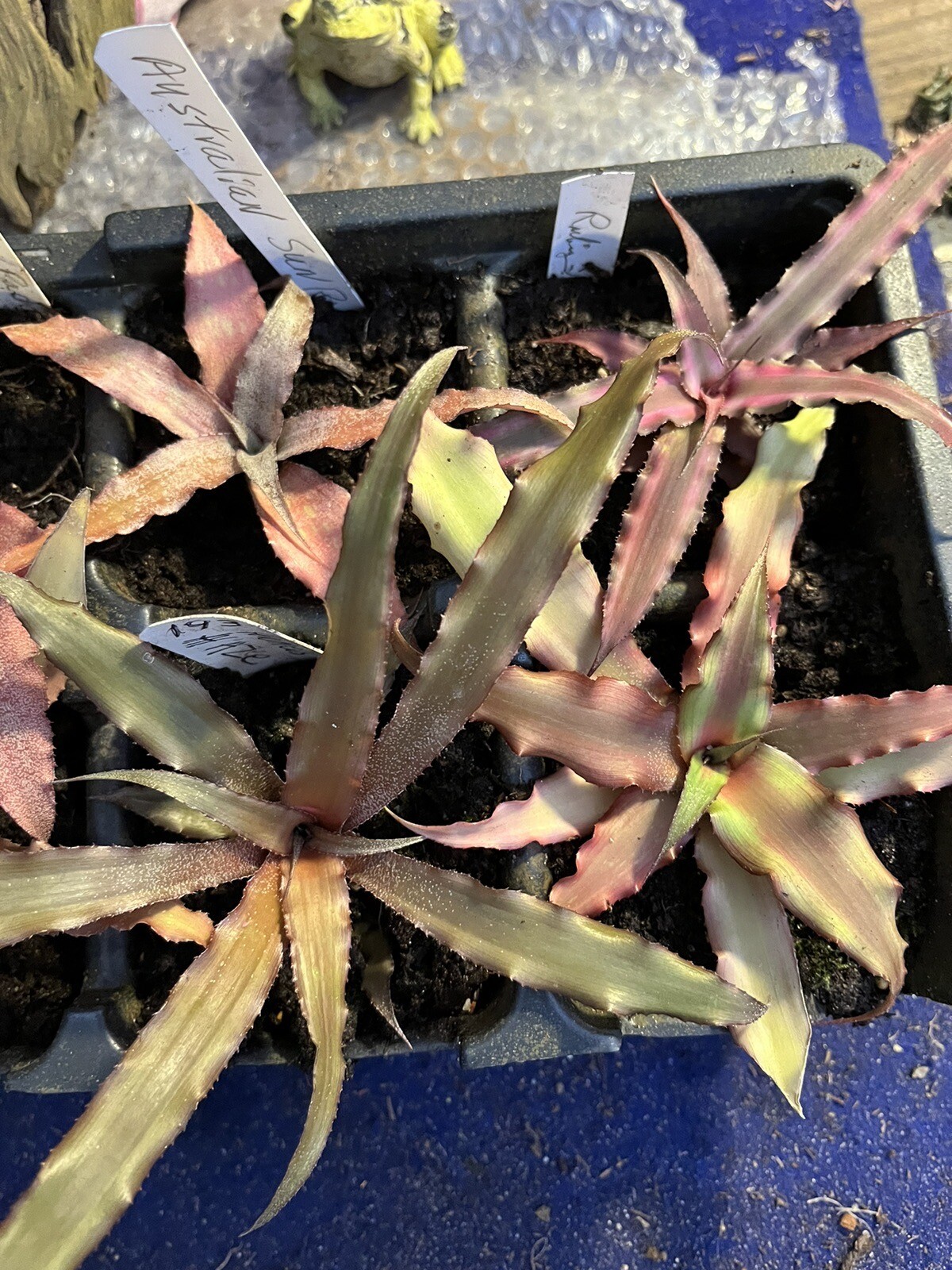 Bromeliad Cryptanthus 6Pk Asst Red plants Labeled Rare Plants eBay