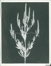 1940 Photo Top Of Tall Ragweed Flowering Plant From The Aster Family Botany 6X8