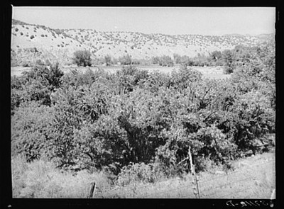 Dixon,New Mexico,NM,Rio Arriba County,Farm Security Administration,1940,FSA,2