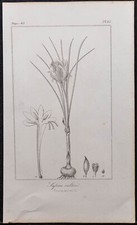 1846 - Safran cultivé (crocus) - Gravure ancienne (Botanique) - Iridacées
