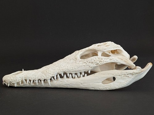 Krokodilschädel Crocodylus niloticus crocodile skull 29 cm echtes Präparat 2134 - Bild 4 von 7