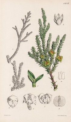 Fitz-Roya Patagonica South America Botanik flower botany lithograph Curtis 4616