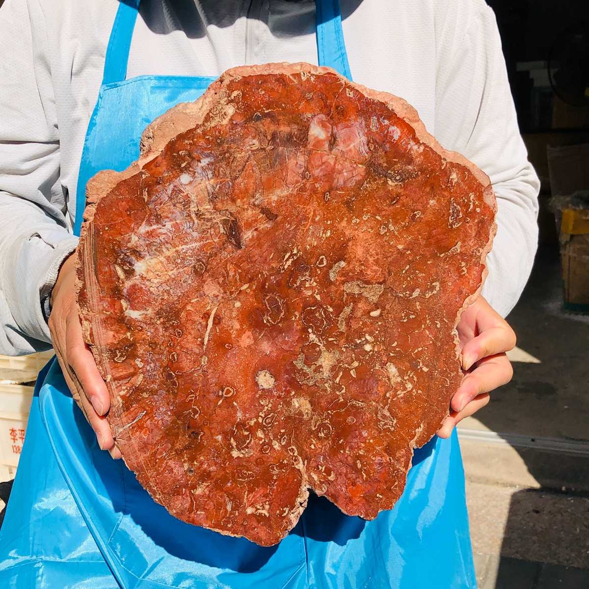 10.93LB Natural  Petrified Wood Slab Fossil quartz crystal slice healing decor