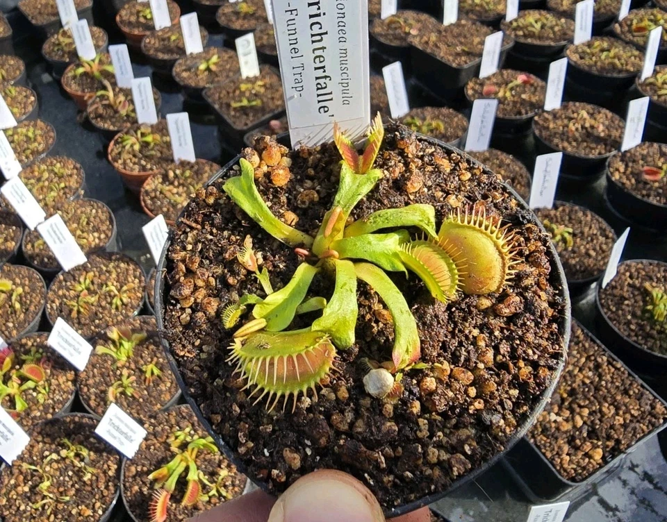 Dionaea muscipula 'Trichterfalle', fleischfressende Pflanzen, Venusfliegenfalle - Bild 1 von 1