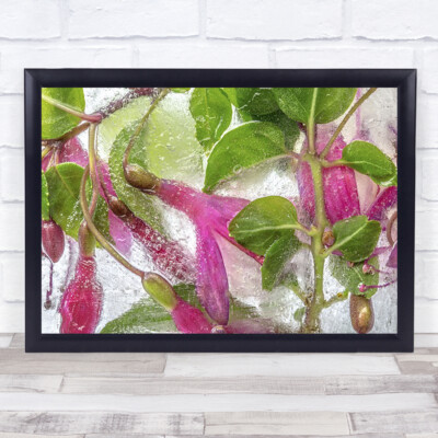 Wandbilddruck Fuchsia Freeze Flower L kaltrot weiß grün rosa