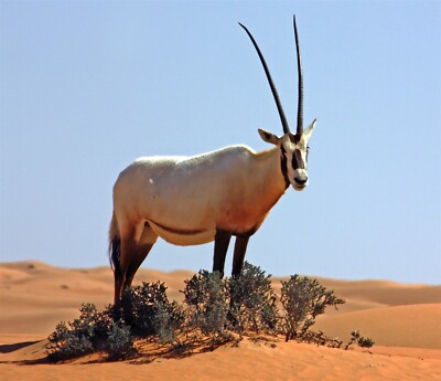 EXTINCT ARABIAN ORYX ANTELOPE GLOSSY POSTER PICTURE PHOTO PRINT BANNER 10018