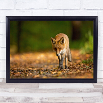 Rotfuchs pirscht seine Beute Wald Wandkunstdruck