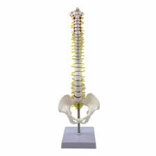 Spine Model with Spinal Nerves Medical for Physiological Form 45 Cm