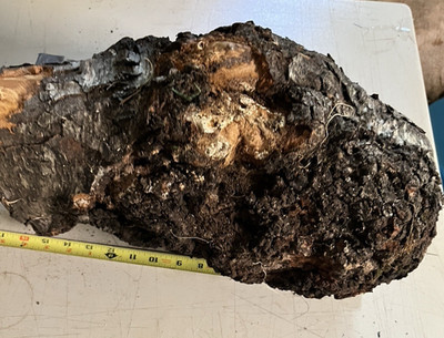 Green Black Cherry Burl 16'' Long x 9'' Diameter in center  Weight 21 Pounds