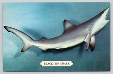 Postcard Black Tip Shark Carcharhinus limbatus Robert F Wasman Joseph T Reese