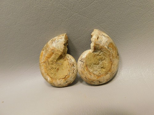 Ammonite Fossil 1.8 inch Polished Pair Natural Collector Stocking Stuffer #O2 - Picture 5 of 7