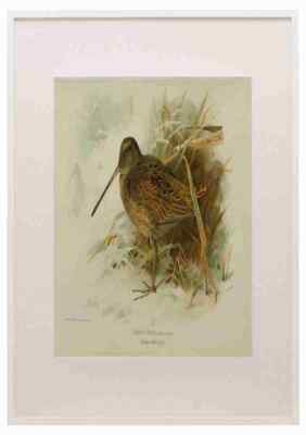 Thorburn Archibald 1885 Snipe Common Winter A3 A4 gerahmter Druck Bild
