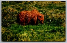 Postcard Toklat Grizzly Bear in a Meadow Fairbanks Alaska   G 17