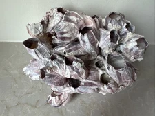 Natural Purple Acorn Barnacle Cluster Ounces 8”x6”x 4.5” Approx.
