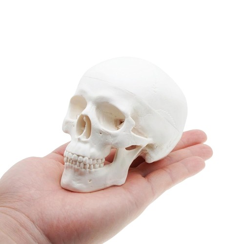 Realistic Mini Human Skull Model - Anatomy Study Aid for Artists and Enthusiasts - Picture 3 of 8