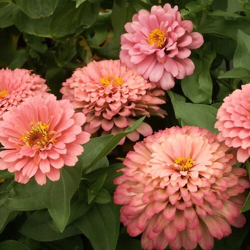 ニンナ　ジーラ Zinnia elegans, 'Super Yoga Salmon Rose' Salmon Pink Giant Cut