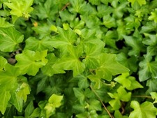10 English Ivy Cuttings Cold Hardy South Carolina Grown Perennial Beautiful