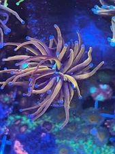 New York Knicks Torch - Coral/ Frag / Live/ salt water /Reef tank WYSIWYG