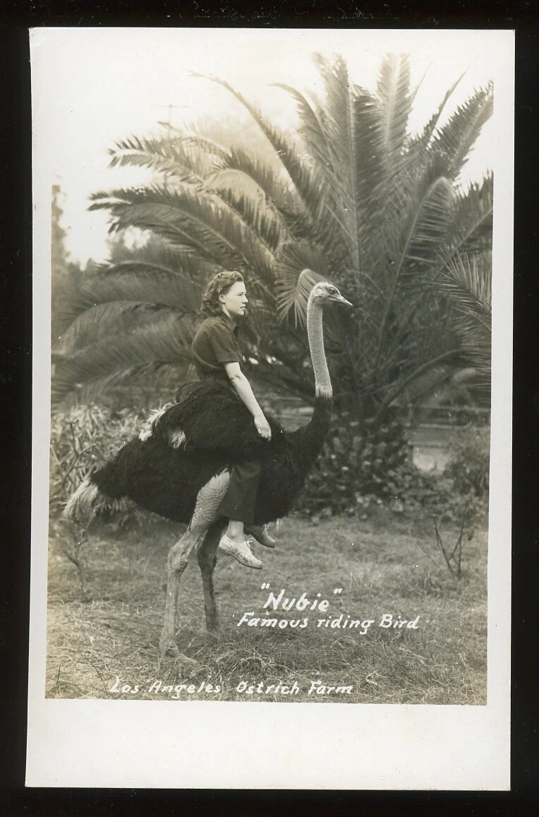Riding Ostrich