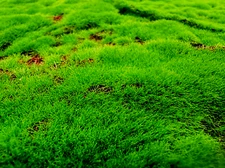 Simulation Artificial Moss Mat Fake Grass Rug DIY 40X40 INCH GREEN