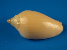 Amoria zebra, Great Color, 31.8mm, Australia Shell G85