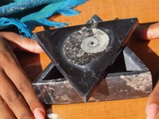 Display Box with 400 Million Years ORTHOCERAS and Ammonite Shell Fossils