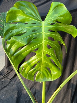 HUGE 10-leaf VARIEGATED Monstera AUREA Golden mint Variegation