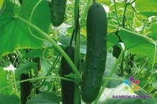 25+ Corinto Cucumber Seeds for Garden Planting - USA - FREE SHIPPING!