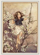 Flower Fairies Zufallsauswahl 50 Klappkarten + ENVS A6 Blanko Vintage Bild