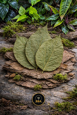 Mulberry Leaves 10pcs | Natural Shrimp Grazing Leaf | Snails Crayfish | UK