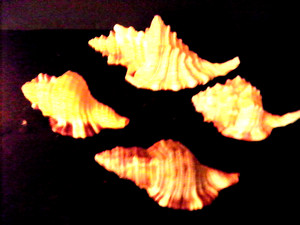 CYMATIUM SET (FEMORALE, DUNKERI, GRANDIMACULATUM, PILEARE)