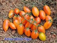 Tomatensamen Freiland "Artisan Blush Tiger" Cocktailtomate