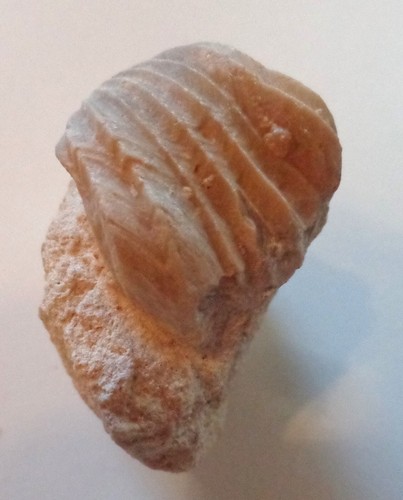 Brachiopode Isjuminella decorata, Jura Frankreich( W539 ) 💖💥 Top- Auktionen