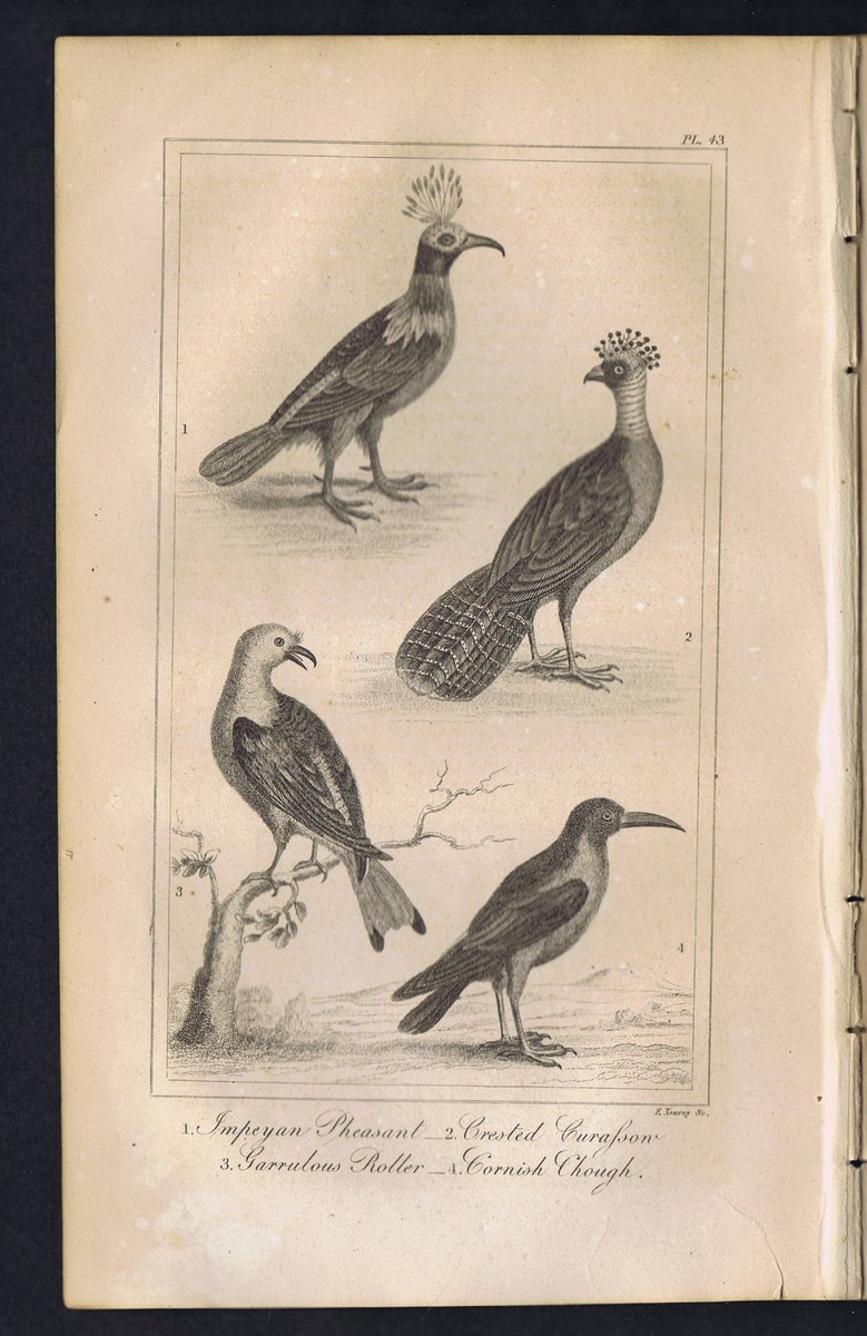 Garrulous