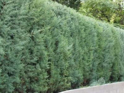 CUPRESSUS ARIZONICA GLAUCA (50 SEEDS) UK