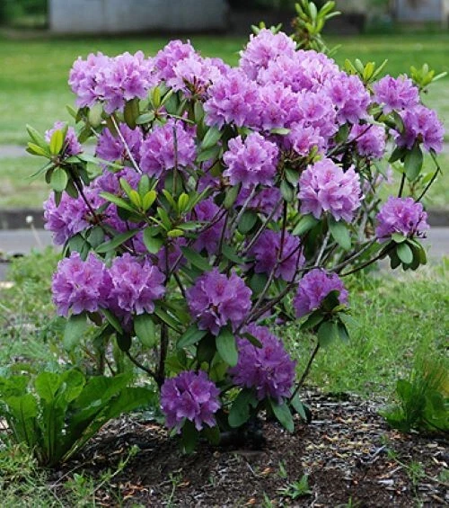 Rhododendron Shrubs, Bushes&Hedges for sale | eBay