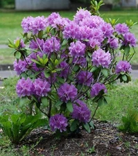 ( 1 ) - Catawba Boursault Rhododendron - Starter Plant ( 7L ) ( 1 live plant )