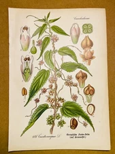 1886 ANTIQUE PICTURES LITHOGRAPH ART PRINT BOTANY FLOWER FLORA NATURE DECO PO...