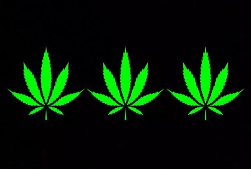 "Lote al por mayor de 3 calcomanías de vinilo adhesivas parachoques ventana 3,5"" HOJA MARIHUANA" - Imagen 1 de 9