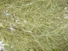 FRESH PICKED FLORIDA SPAGNAM MOSS 1 GALLON BAG