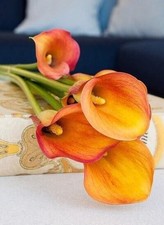 1 HAVANA Zantedeschia/Calla Lily Bulb 16/18 cm - US Seller