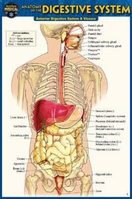 #ad #ad Vincent Perez Anatomy of the Digestive System Pocket Sized Edition 4 Poster $8.32