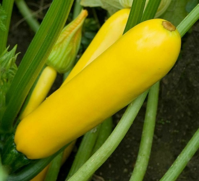 30pcs/bag Summer Squash Zucchini seeds for sale online eBay